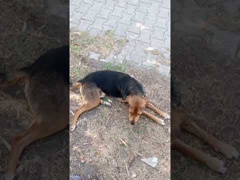 Video: Köpek Zatürree: Köpeğim Hasta mı!