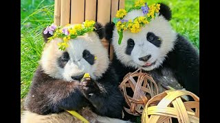 Panda Rui Rui and Babies in Shenshuping #panda #cute #pandacub #beautiful #pandalife #daily #vlog