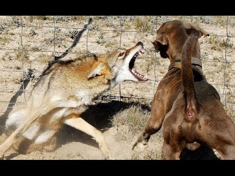 Video: Köpekler Ve Kurtlar Arasındaki 8 Fark