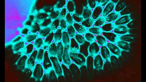 A beautiful bryozoan colony