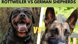 Aggressive Rottweiler Vs German shepherd #beautiful #dog #animals #nature#beautiful