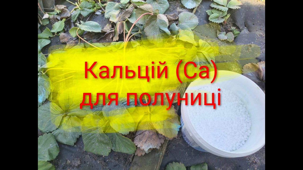 Кальцій (Са) для полуниці. Перше внесення добрив по снігу весна 2026 Україна #полуниця #вирощування 
