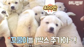 A daily life of 23 cute little white puppies.