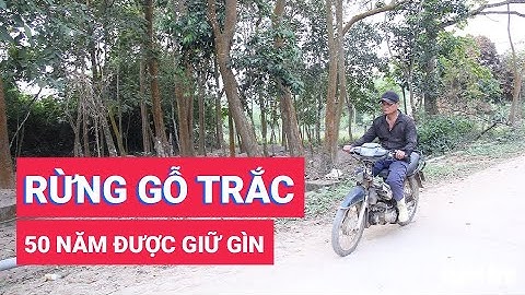 Rừng gỗ trắc quý hiếm ngay bên đường làng, 50 năm vẫn được gìn giữ