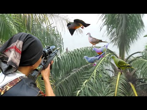 Berburu burung punai dan tekukur hutan...