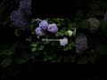 Sun Saiyan 🥀 | khamoshiyon ki zubaan samajh | Aesthetic Lyrics | #shorts #song #lyrics #ost