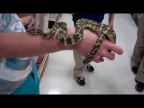 Coastal Jaquar Carpet Python