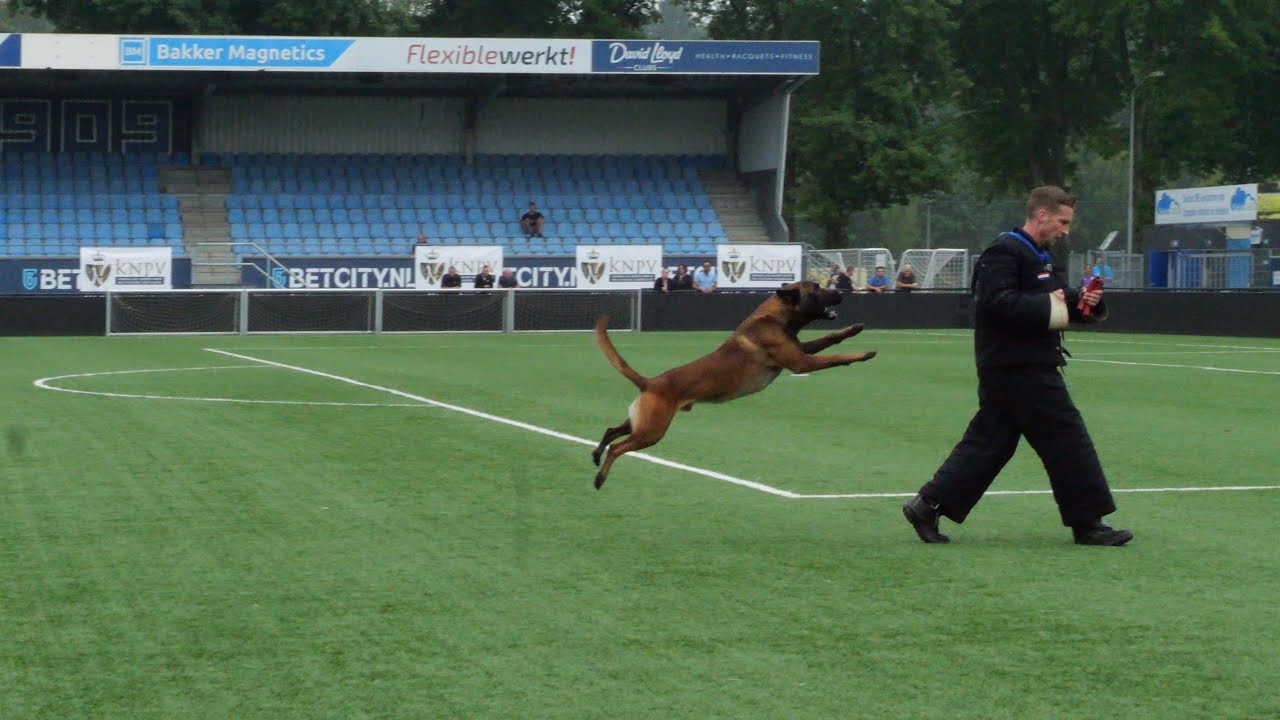 KNPV Kampioenschappen  2024  Eindhoven