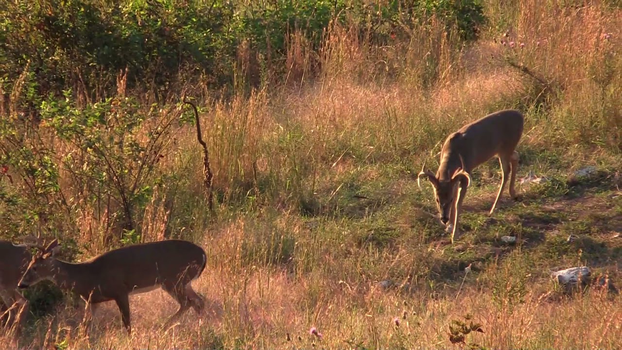 Missouri bow hunting early season scouting YouTube