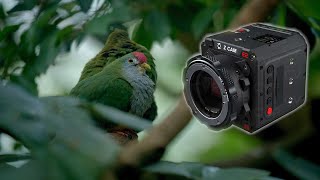 Z CAM E2F6 Review, Lab Test and Sample Footage: A Visit to the Zoo Schoenbrunn