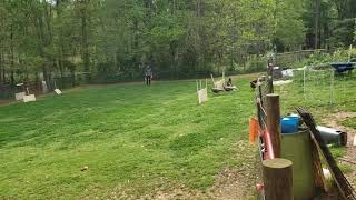 Ladder course STD Turkeys ,Parkour, Shetland sheepdog