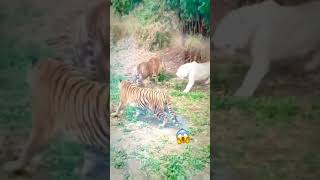 tiger and white lion best fighting scene