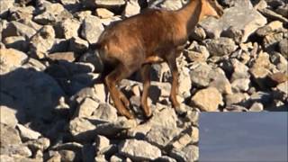 Documental sobre la fauna asturiana