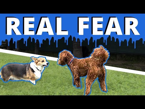 वीडियो: कुत्तों में डर पर काबू पाने के लिए टिप्स