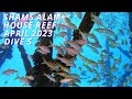 SHAMS ALAM - HOUSE REEF - DIVE 5 - KWIECIEŃ 2023
