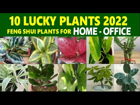 Video: Work-At-Home Office Space Plants: Mga Houseplant Para sa Isang Home Office