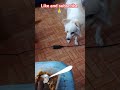 #viralshort #chiwawa #retriever #petlovers #subscribemychannel