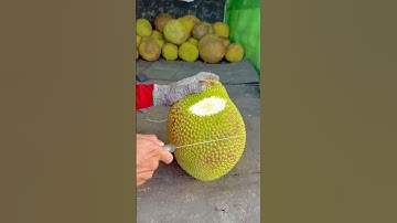 Clip hướng dẫn anh em nhận biết trái mít ruột đỏ đã già nha enh em….