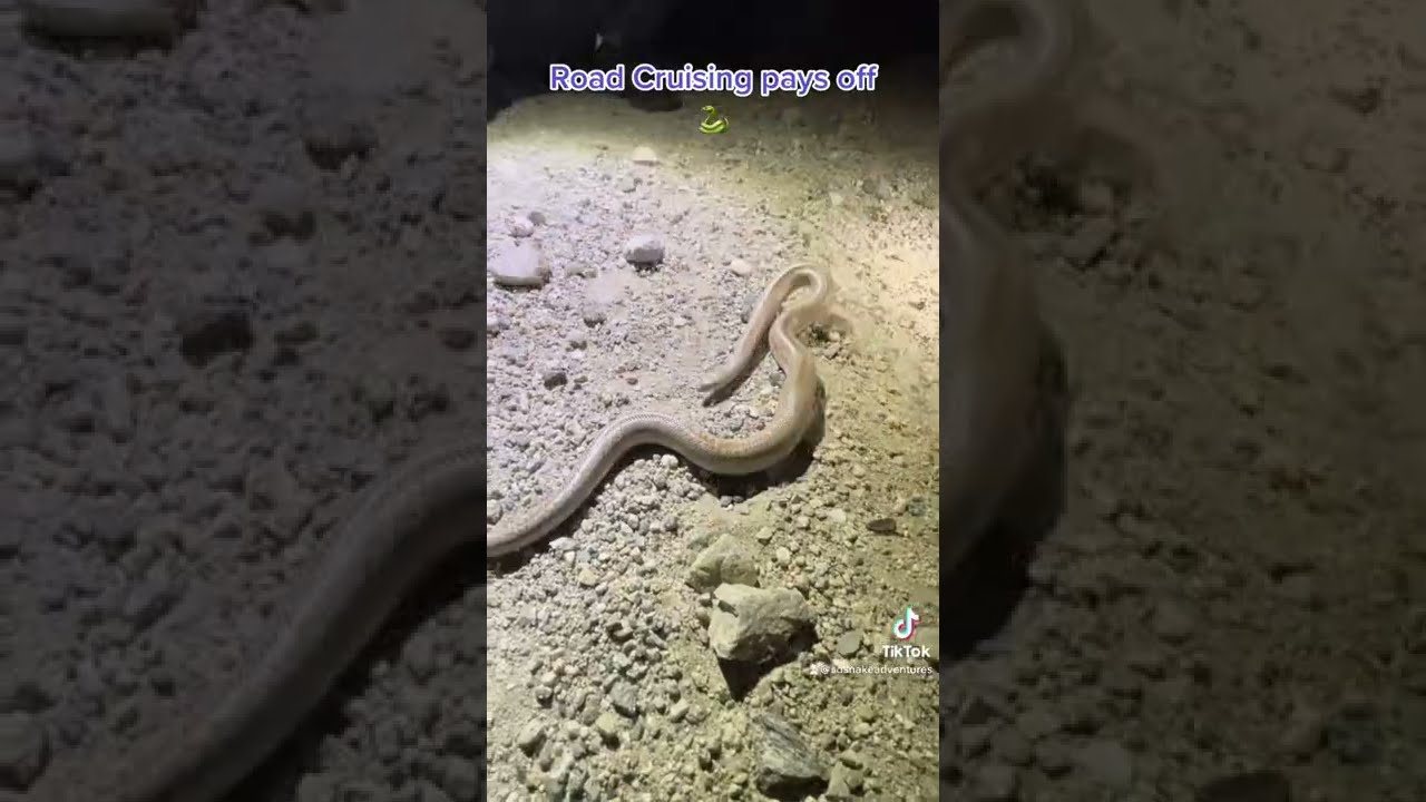 Road Cruising For Snakes Pays Off 