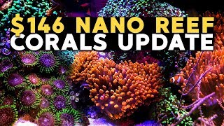 ALL THE ANIMALS!! 🐠$146 Nano Reef (Part 8)