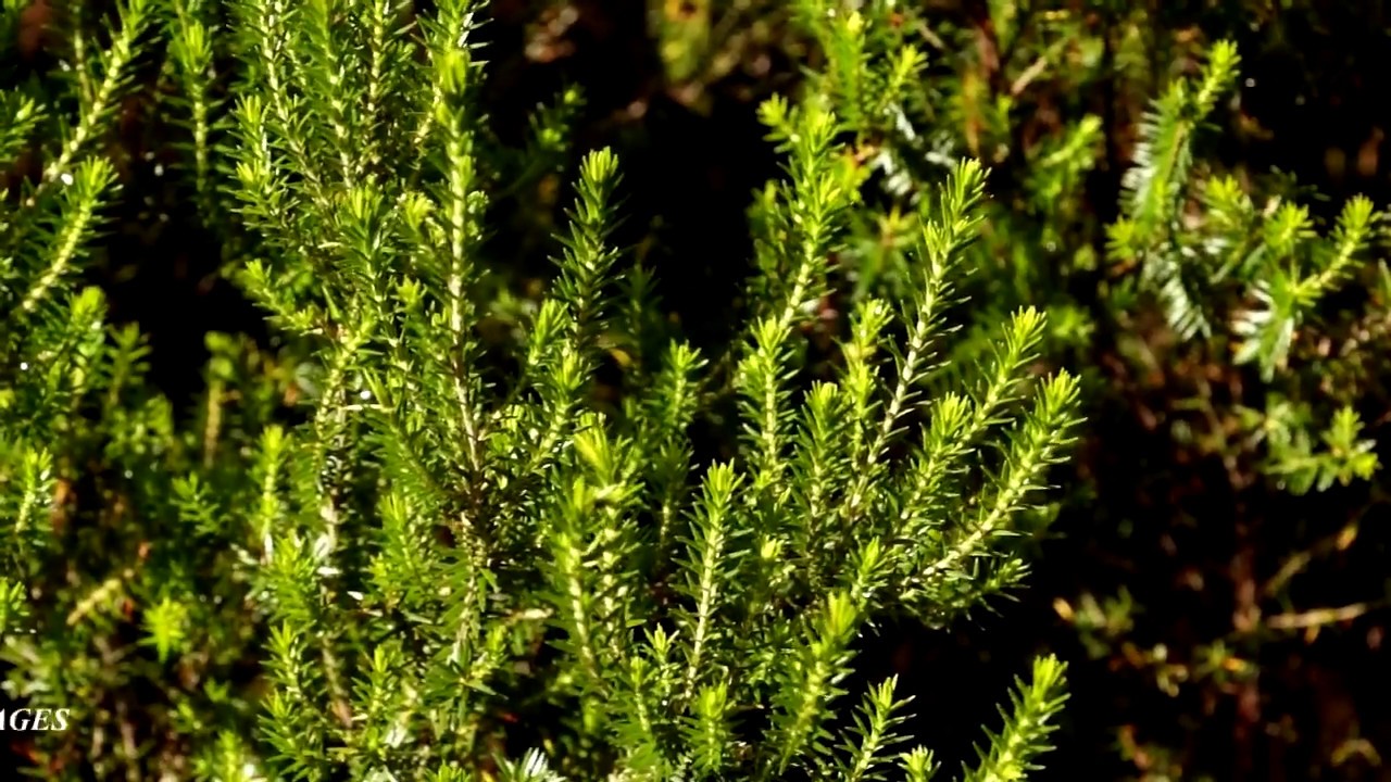 Branle vert et blanc. [Flore de la Réunion]