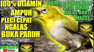 TERAPI & PANCINGAN PLECI || 100% AMPUH !! PLECI CEPAT NGALAS | BUKA PARUH ‼️