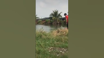 shorts |câu cá chép #câu_dạo_tv #câu_cá_chép