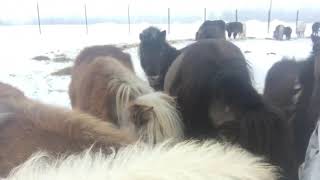 Мини лошади и мини пони фермы Идальго http://mini-pony.ru