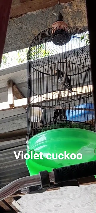 violet cuckoo nembak panjang