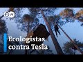 Alemania: activistas contra Tesla para salvar un bosque