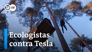 Alemania: activistas contra Tesla para salvar un bosque