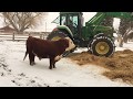 Hereford bull having fun with new winter bedding