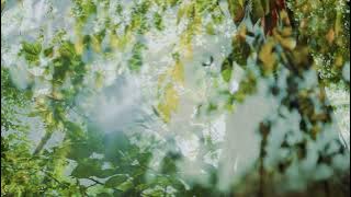 Musik Relaksasi Sape Dayak Merdu Sekali || LELENG  - COVER BY JE SAPE