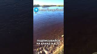 Поклёвка, она самая) #рыбалка #fishing #рыба #река #лето #братьяПриходько #удочка #хариус