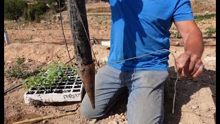 Preparamos y plantamos melones NATURALES