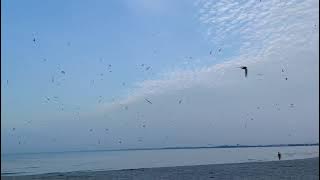 Swiftlet Sound Test DNA Break Colony