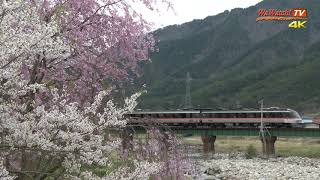 [4K60P] キハ85系 特急ワイドビューひだ1号 宮川の桜風景