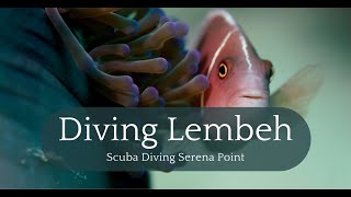 Exploring Serena Point: A Diverse Underwater Haven #lembeh #indonesia by Diving and Dogs 68 views 2 months ago 3 minutes, 56 seconds