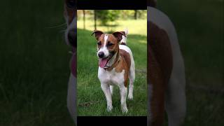 Jack Russell terrier is very talented dog || Shreyansh shorts