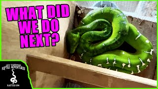 SAVING SNAKES FROM EXPORTERS IN SURINAME!