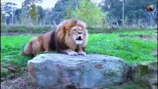 MAMBO AMBAYO WENGI HATUYAFAHAMU KUHUSU MNYAMA  SIMBA