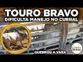 TOURO BRAVO dificulta MANEJO no CURRAL - QUEBROU a VARA na CABEÇA NELORE SENDO NELORE