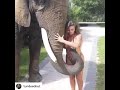 Elephant get sexual with sexy girl