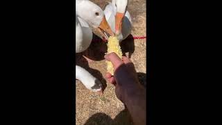 3 min of corn love @BRXTHER-X #shortvideo #viralvideo