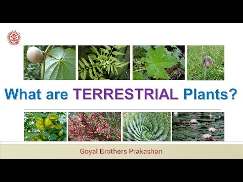 What are Terrestrial plants?