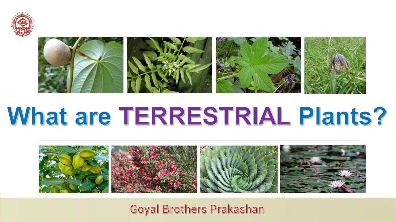Terrestrial Plants Chart
