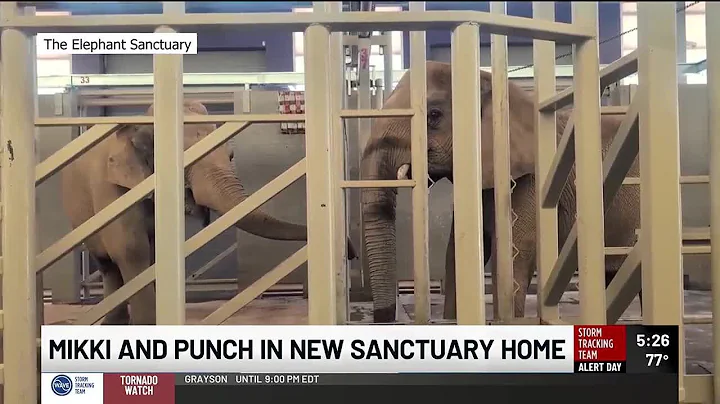 Louisville Zoo’s Punch and Mikki take first steps in nation’s largest elephant refuge