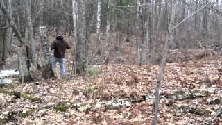 star targets rimfire exploding target in tree