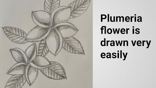 How to draw Plumeria (Kath golap) flower very easily with pencil. How To Draw Plumeria Step By Step Kath Golap Flower Drawing