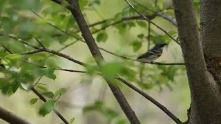 Yellow-rumped Warbler in Central Park, NYC - May 2018
